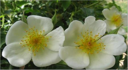 گیاهی ضد دیابت | بهداشت نیوز