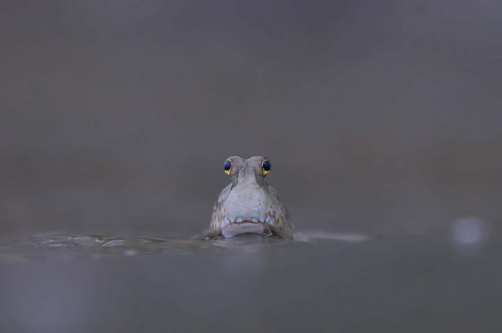 مسابقه عکاسی مانگرو 2023