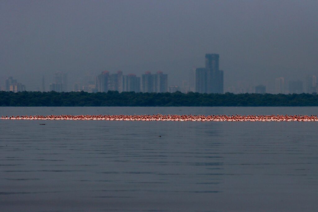 مسابقه عکاسی مانگرو 2023