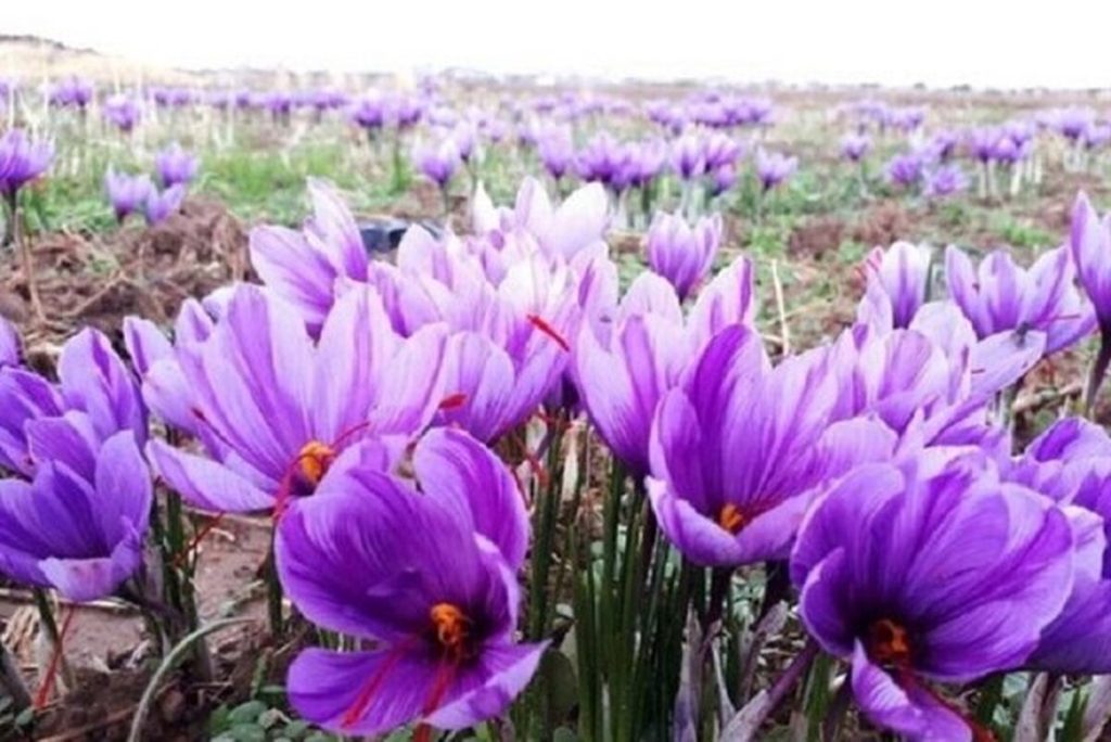افزایش ۱۰ درصدی سطح زیرکشت زعفران در استان یزد