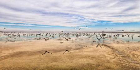 تصویر دل انگیز از تالاب میقان اراک+عکس