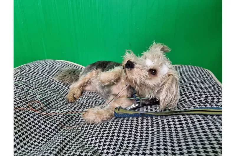 1702690265 410 شکل سر سگ‌ها می‌تواند بر مقدار خواب آنها اثرگذار باشد.webp