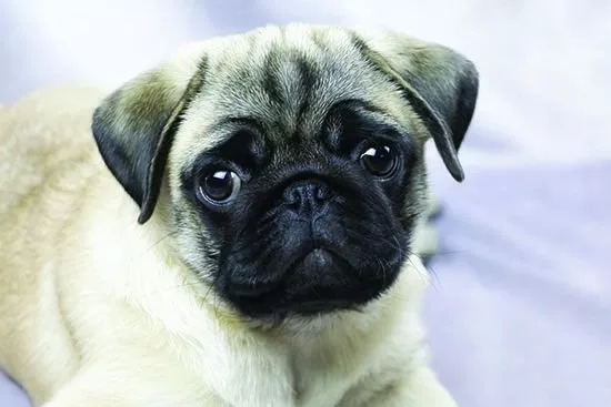 شکل سر سگ‌ها می‌تواند بر مقدار خواب آنها اثرگذار باشد