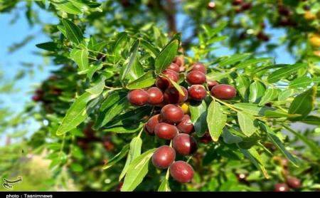 با عناب سرفه را درمان کنید + پیشنهاد های طب سنتی_راسخ