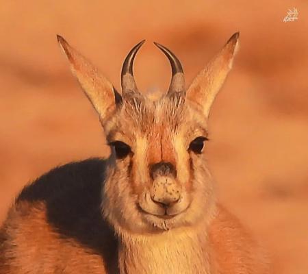 تصویر بامزه از بچه آهو در طبیعت ایران که پربازدید شد