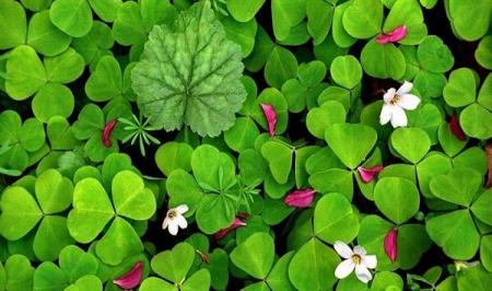 خواص شگفت انگیز این سبزی برای درمان واریس_راسخ