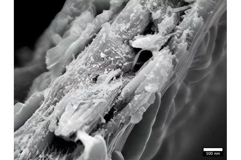 نوعی چوب تازه که می‌تواند در جذب کربن زیاد کارآمد باشد_راسخ