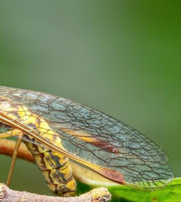 عکس‌های شگفت انگیز از مانتیس + عکس_راسخ