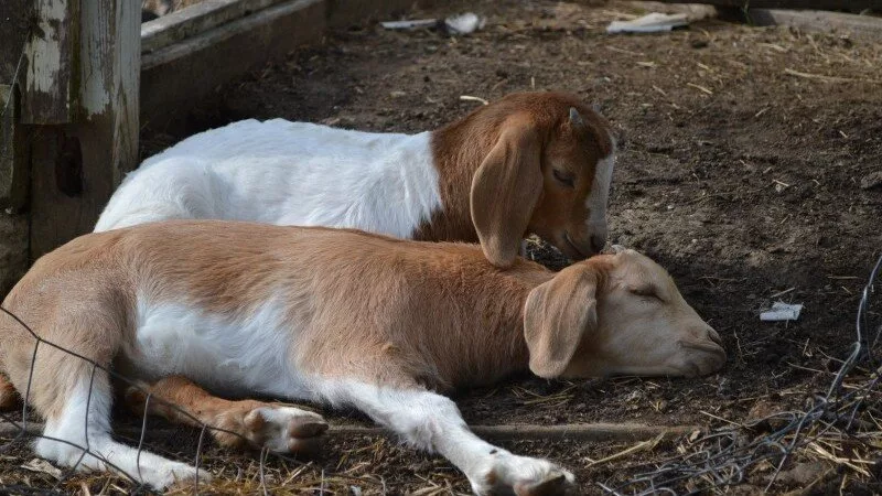  هوش مصنوعی می‌تواند درد بزها را فقط با تحلیل حالات چهره تشخیص دهد_راسخ
