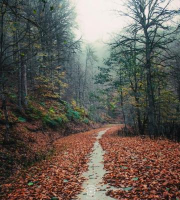 اینجا کلاردشت مازندران است در فصل پاییز_راسخ